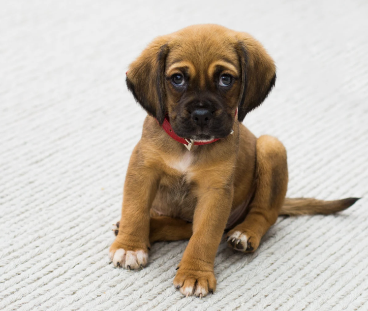 Dog Friendly Carpet Installation Service by Flooring America